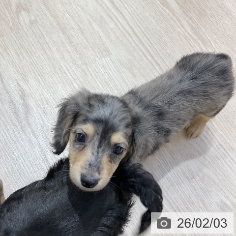 愛知県のミニチュアダックスフンド(ロング) (ペットプラス ナゴヤドーム前店/2025年12月4日生まれ/女の子/シルバーダップル)の子犬の4枚目の画像