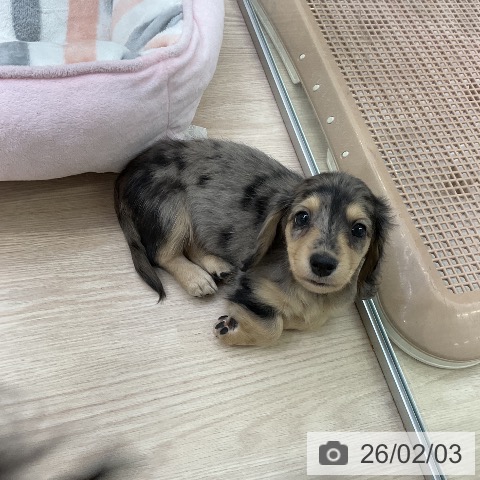 愛知県のミニチュアダックスフンド(ロング) (ペットプラス ナゴヤドーム前店/2025年12月4日生まれ/女の子/シルバーダップル)の子犬の3枚目の画像