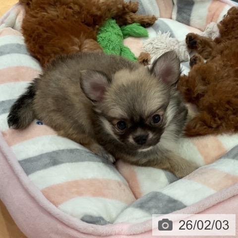 愛知県のチワワ(ロング) (ペットプラス 名古屋茶屋店/2025年11月26日生まれ/男の子/フォーンホワイト)の子犬の4枚目の画像