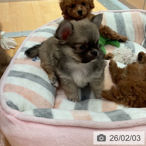 愛知県のチワワ(ロング) (ペットプラス 名古屋茶屋店/2025年11月26日生まれ/男の子/フォーンホワイト)の子犬の3枚目の画像