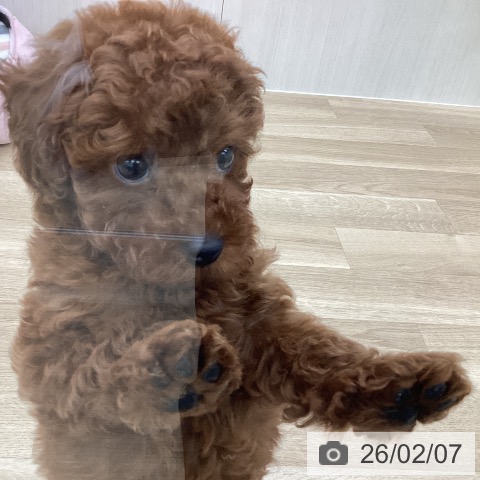 愛知県のトイプードル(トイ) (ペットプラス みなと店/2025年12月4日生まれ/男の子/レッド)の子犬の4枚目の画像