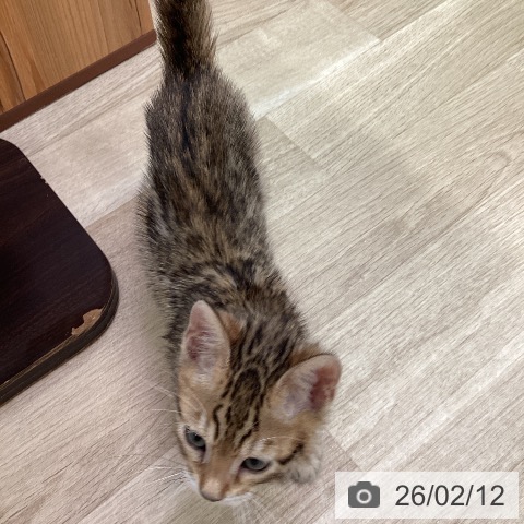 福岡県のベンガル (ペットプラス ららぽーと福岡店/2025年12月4日生まれ/男の子/ブラウンスポットタビー)の子猫の4枚目の画像