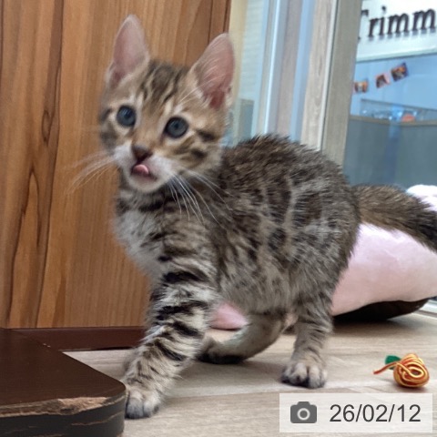 福岡県のベンガル (ペットプラス ららぽーと福岡店/2025年12月4日生まれ/男の子/ブラウンスポットタビー)の子猫の3枚目の画像