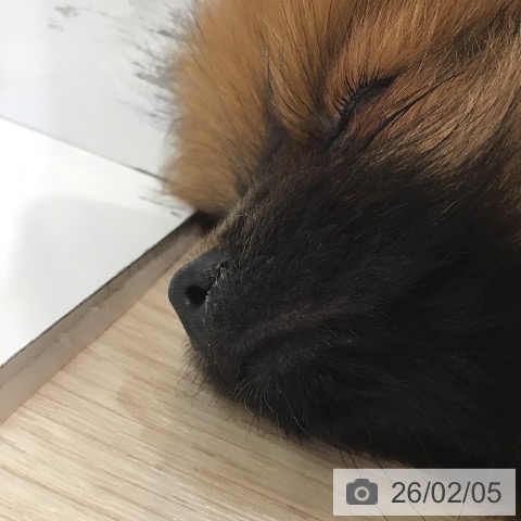 富山県のポメラニアン (ペットプラス 高岡店/2025年11月29日生まれ/女の子/オレンジ)の子犬の3枚目の画像