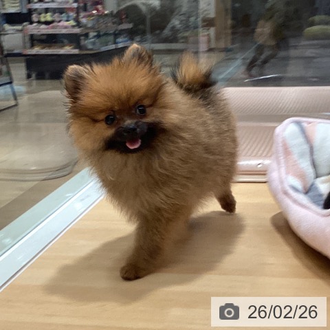 石川県のポメラニアン (ペットプラス 新小松店/2025年11月29日生まれ/女の子/オレンジ)の子犬の4枚目の画像