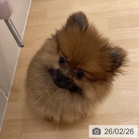 石川県のポメラニアン (ペットプラス 新小松店/2025年11月29日生まれ/女の子/オレンジ)の子犬の3枚目の画像