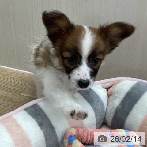 パピヨンの写真