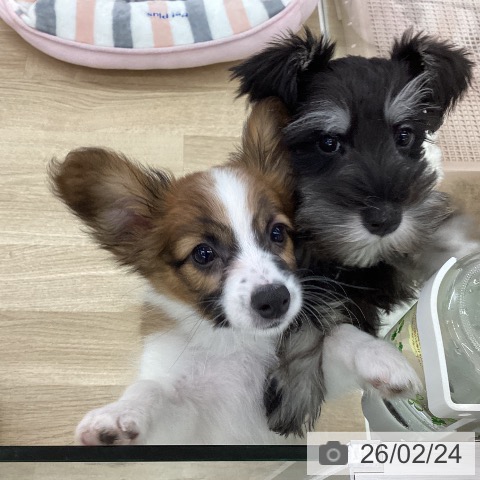 パピヨンの写真