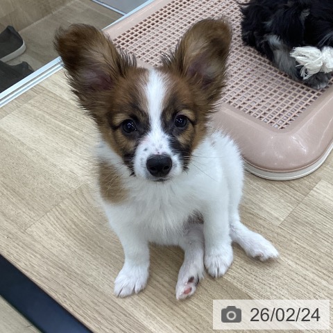 パピヨンの写真