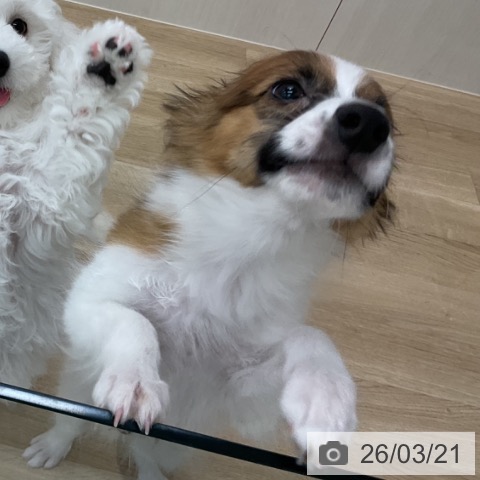 パピヨンの写真