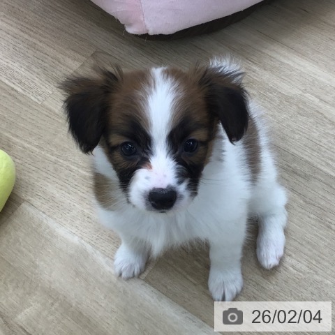 愛知県のパピヨン (ペットプラス 千音寺店/2025年12月1日生まれ/男の子/ホワイトブラウン)の子犬の4枚目の画像