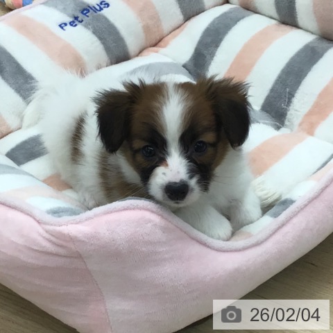 愛知県のパピヨン (ペットプラス 千音寺店/2025年12月1日生まれ/男の子/ホワイトブラウン)の子犬の3枚目の画像