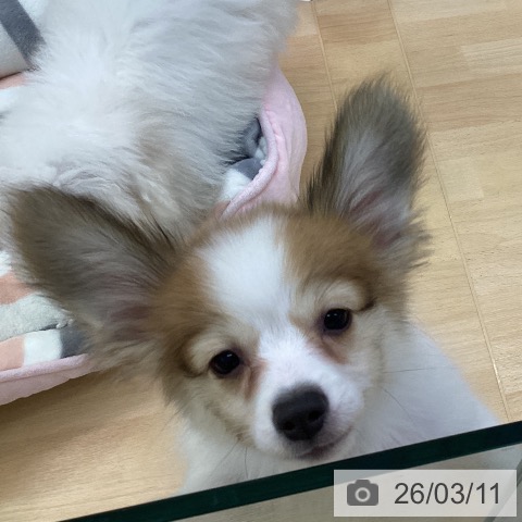 愛知県のパピヨン (ペットプラス 三好店/2025年12月1日生まれ/男の子/ホワイトブラウン)の子犬の4枚目の画像