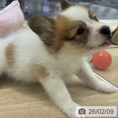 愛知県のパピヨン (ペットプラス イオンモール豊川店/2025年12月1日生まれ/男の子/ホワイトブラウン)の子犬の3枚目の画像
