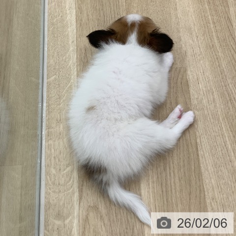 パピヨンの写真