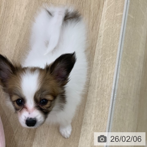 パピヨンの写真