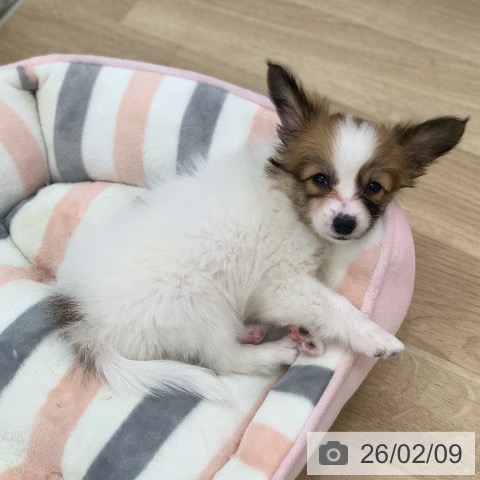 パピヨンの写真