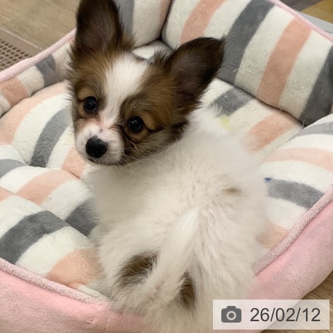 パピヨンの写真