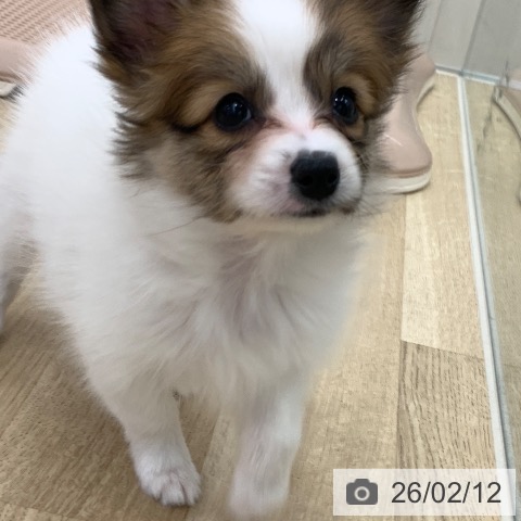 パピヨンの写真