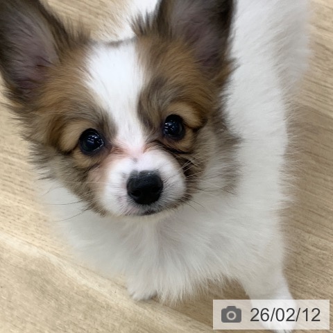 パピヨンの写真