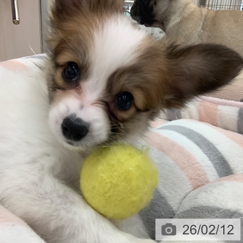 パピヨンの写真