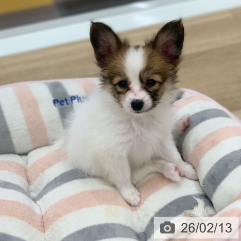 パピヨンの写真