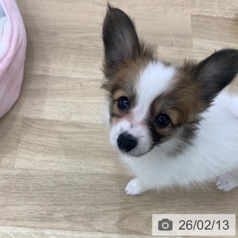 パピヨンの写真