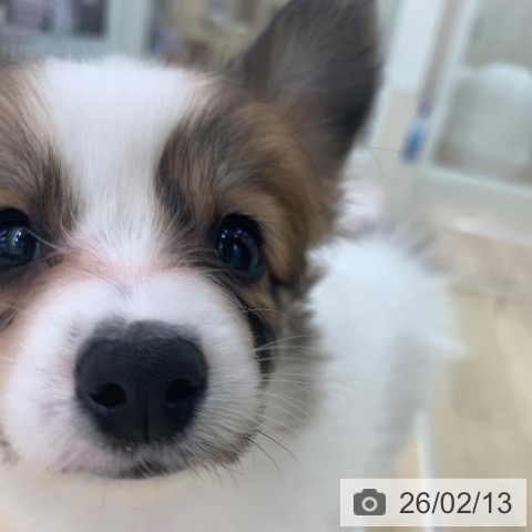 パピヨンの写真