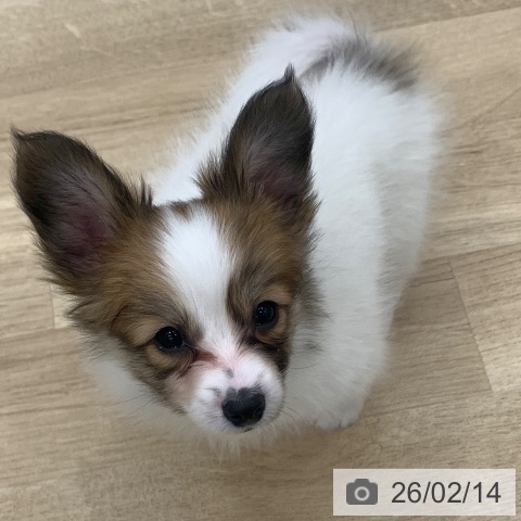 パピヨンの写真