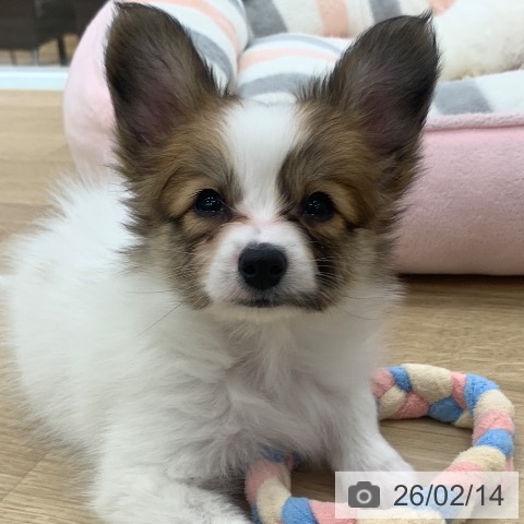 パピヨンの写真