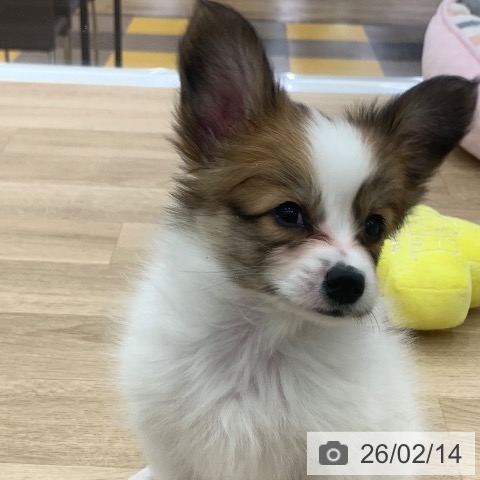 パピヨンの写真