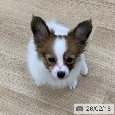 パピヨンの写真