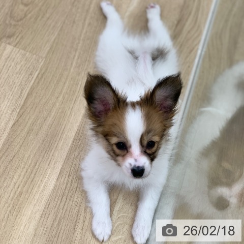 パピヨンの写真