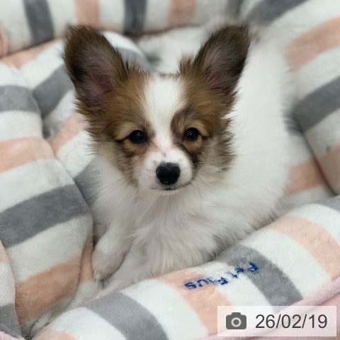 パピヨンの写真