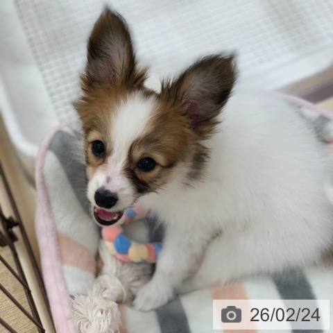 パピヨンの写真