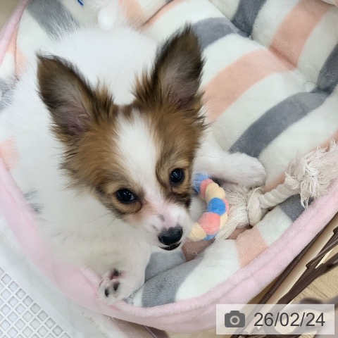 パピヨンの写真