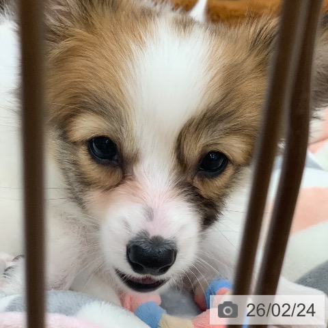 岐阜県のパピヨン (ペットプラス 光ケ丘店/2025年12月1日生まれ/男の子/ホワイトブラウン)の子犬の4枚目の画像