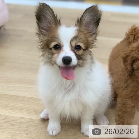 パピヨンの写真