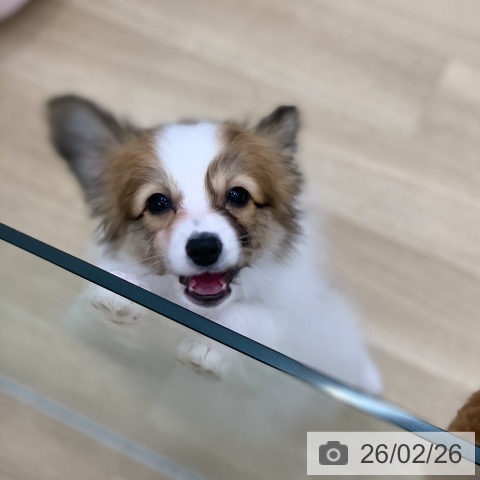 岐阜県のパピヨン (ペットプラス 光ケ丘店/2025年12月1日生まれ/男の子/ホワイトブラウン)の子犬の4枚目の画像