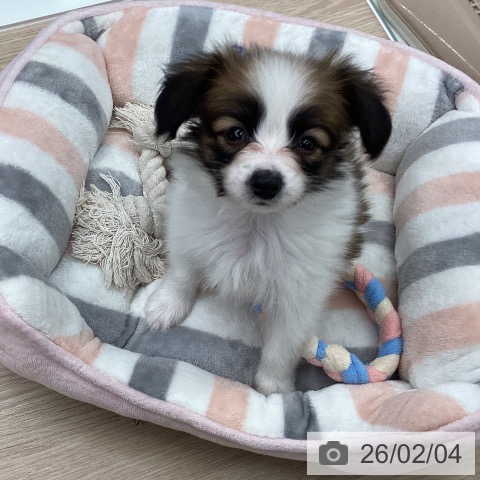 石川県のパピヨン (ペットプラス 白山店/2025年12月1日生まれ/男の子/ホワイトブラウン)の子犬の3枚目の画像
