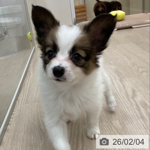 愛知県のパピヨン (ペットプラス 豊田店/2025年12月1日生まれ/女の子/ホワイトブラウン)の子犬の3枚目の画像