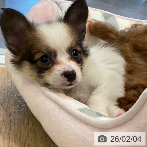 愛知県のパピヨン (ペットプラス 熱田店/2025年12月1日生まれ/女の子/ホワイトブラウン)の子犬の3枚目の画像