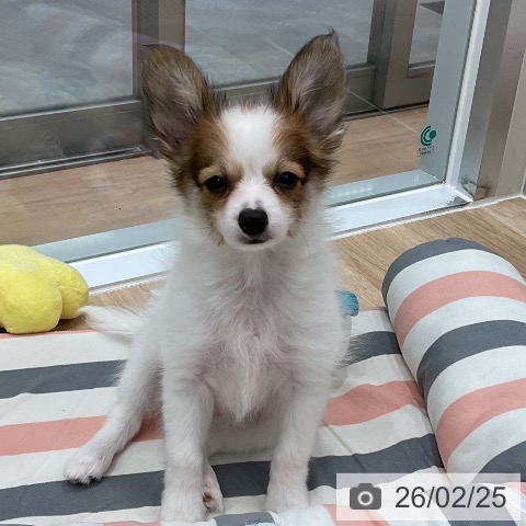 愛知県のパピヨン (ペットプラス 熱田店/2025年12月1日生まれ/女の子/ホワイトブラウン)の子犬の4枚目の画像