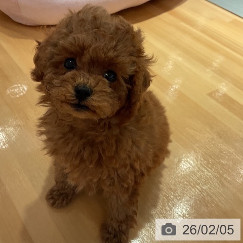 愛知県のトイプードル(トイ) (ペットプラス 名古屋茶屋店/2025年12月1日生まれ/男の子/レッド)の子犬の4枚目の画像