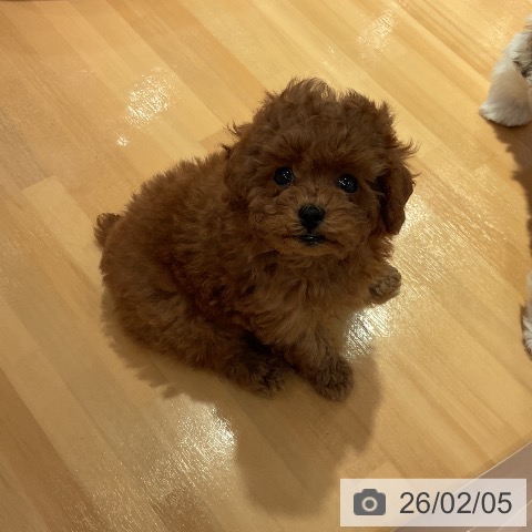 愛知県のトイプードル(トイ) (ペットプラス 名古屋茶屋店/2025年12月1日生まれ/男の子/レッド)の子犬の3枚目の画像