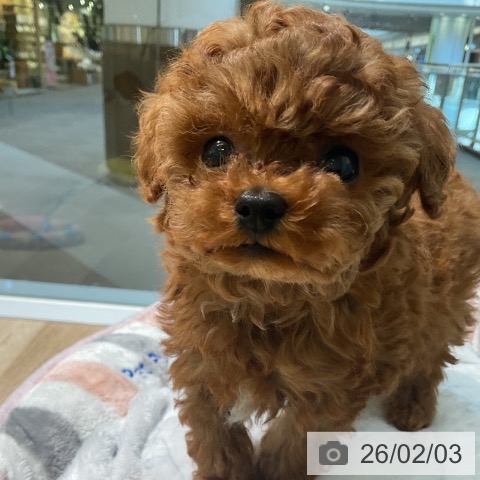 トイ・プードルの写真