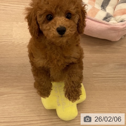 福井県のトイプードル(トイ) (ペットプラス 福井店/2025年12月1日生まれ/女の子/レッド)の子犬の4枚目の画像