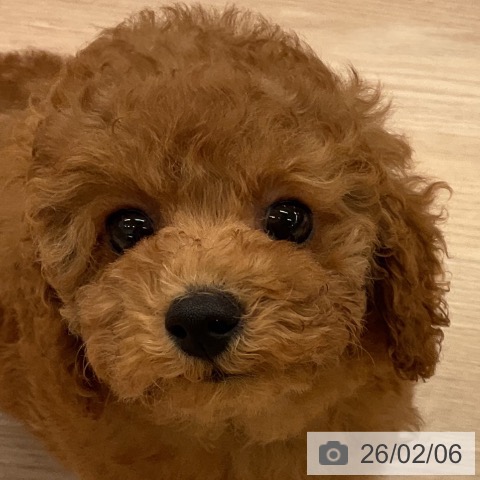 福井県のトイプードル(トイ) (ペットプラス 福井店/2025年12月1日生まれ/女の子/レッド)の子犬の3枚目の画像