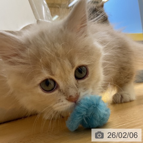 愛知県のミヌエット (ペットプラス mozoワンダーシティ店/2025年12月3日生まれ/女の子/クリームタビーホワイト)の子猫の3枚目の画像