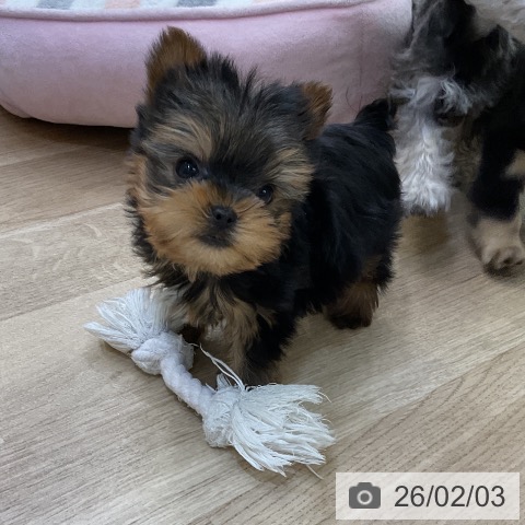 ヨークシャー・テリアの写真